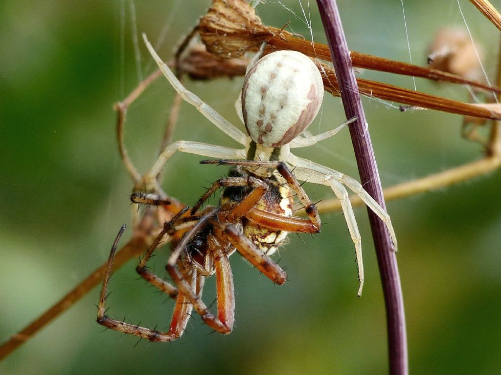 Salticus contro Episinus